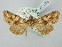  ( - BGE_ZSM_LEP_2780)  @11 [ ] by-nc-sa (2025) SNSB, Staatliche Naturwissenschaftliche Sammlungen Bayerns ZSM (SNSB, Zoologische Staatssammlung Muenchen)