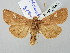  (Melanchra granti - BGE_ZSM_LEP_2782)  @11 [ ] by-nc-sa (2025) SNSB, Staatliche Naturwissenschaftliche Sammlungen Bayerns ZSM (SNSB, Zoologische Staatssammlung Muenchen)