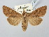 ( - BGE_ZSM_LEP_2783)  @11 [ ] by-nc-sa (2025) SNSB, Staatliche Naturwissenschaftliche Sammlungen Bayerns ZSM (SNSB, Zoologische Staatssammlung Muenchen)