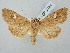  ( - BGE_ZSM_LEP_2784)  @11 [ ] by-nc-sa (2025) SNSB, Staatliche Naturwissenschaftliche Sammlungen Bayerns ZSM (SNSB, Zoologische Staatssammlung Muenchen)