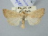 ( - BGE_ZSM_LEP_2785)  @11 [ ] by-nc-sa (2025) SNSB, Staatliche Naturwissenschaftliche Sammlungen Bayerns ZSM (SNSB, Zoologische Staatssammlung Muenchen)