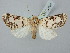  ( - BGE_ZSM_LEP_2800)  @11 [ ] by-nc-sa (2025) SNSB, Staatliche Naturwissenschaftliche Sammlungen Bayerns ZSM (SNSB, Zoologische Staatssammlung Muenchen)