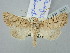  (Saragossa demotica - BGE_ZSM_LEP_2802)  @11 [ ] by-nc-sa (2025) SNSB, Staatliche Naturwissenschaftliche Sammlungen Bayerns ZSM (SNSB, Zoologische Staatssammlung Muenchen)