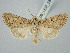  ( - BGE_ZSM_LEP_2803)  @11 [ ] by-nc-sa (2025) SNSB, Staatliche Naturwissenschaftliche Sammlungen Bayerns ZSM (SNSB, Zoologische Staatssammlung Muenchen)