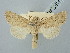  ( - BGE_ZSM_LEP_2804)  @11 [ ] by-nc-sa (2025) SNSB, Staatliche Naturwissenschaftliche Sammlungen Bayerns ZSM (SNSB, Zoologische Staatssammlung Muenchen)