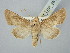  ( - BGE_ZSM_LEP_2813)  @11 [ ] by-nc-sa (2025) SNSB, Staatliche Naturwissenschaftliche Sammlungen Bayerns ZSM (SNSB, Zoologische Staatssammlung Muenchen)