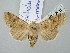  ( - BGE_ZSM_LEP_2816)  @11 [ ] by-nc-sa (2025) SNSB, Staatliche Naturwissenschaftliche Sammlungen Bayerns ZSM (SNSB, Zoologische Staatssammlung Muenchen)