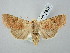  ( - BGE_ZSM_LEP_2818)  @11 [ ] by-nc-sa (2025) SNSB, Staatliche Naturwissenschaftliche Sammlungen Bayerns ZSM (SNSB, Zoologische Staatssammlung Muenchen)