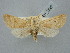  ( - BGE_ZSM_LEP_2822)  @11 [ ] by-nc-sa (2025) SNSB, Staatliche Naturwissenschaftliche Sammlungen Bayerns ZSM (SNSB, Zoologische Staatssammlung Muenchen)