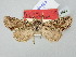  ( - BGE_ZSM_LEP_2829)  @11 [ ] by-nc-sa (2025) SNSB, Staatliche Naturwissenschaftliche Sammlungen Bayerns ZSM (SNSB, Zoologische Staatssammlung Muenchen)