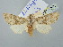  ( - BGE_ZSM_LEP_2830)  @11 [ ] by-nc-sa (2025) SNSB, Staatliche Naturwissenschaftliche Sammlungen Bayerns ZSM (SNSB, Zoologische Staatssammlung Muenchen)