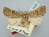  ( - BGE_ZSM_LEP_2843)  @11 [ ] by-nc-sa (2025) SNSB, Staatliche Naturwissenschaftliche Sammlungen Bayerns ZSM (SNSB, Zoologische Staatssammlung Muenchen)