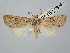  ( - BGE_ZSM_LEP_2844)  @11 [ ] by-nc-sa (2025) SNSB, Staatliche Naturwissenschaftliche Sammlungen Bayerns ZSM (SNSB, Zoologische Staatssammlung Muenchen)