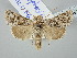 (Calophasia acuta - BGE_ZSM_LEP_2849)  @11 [ ] by-nc-sa (2025) SNSB, Staatliche Naturwissenschaftliche Sammlungen Bayerns ZSM (SNSB, Zoologische Staatssammlung Muenchen)