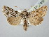  ( - BGE_ZSM_LEP_2850)  @11 [ ] by-nc-sa (2025) SNSB, Staatliche Naturwissenschaftliche Sammlungen Bayerns ZSM (SNSB, Zoologische Staatssammlung Muenchen)