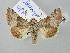  ( - BGE_ZSM_LEP_2852)  @11 [ ] by-nc-sa (2025) SNSB, Staatliche Naturwissenschaftliche Sammlungen Bayerns ZSM (SNSB, Zoologische Staatssammlung Muenchen)