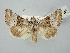 ( - BGE_ZSM_LEP_2853)  @11 [ ] by-nc-sa (2025) SNSB, Staatliche Naturwissenschaftliche Sammlungen Bayerns ZSM (SNSB, Zoologische Staatssammlung Muenchen)