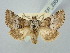  ( - BGE_ZSM_LEP_2854)  @11 [ ] by-nc-sa (2025) SNSB, Staatliche Naturwissenschaftliche Sammlungen Bayerns ZSM (SNSB, Zoologische Staatssammlung Muenchen)