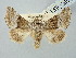  ( - BGE_ZSM_LEP_2855)  @11 [ ] by-nc-sa (2025) SNSB, Staatliche Naturwissenschaftliche Sammlungen Bayerns ZSM (SNSB, Zoologische Staatssammlung Muenchen)