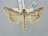  ( - BGE_ZSM_LEP_2861)  @11 [ ] by-nc-sa (2025) SNSB, Staatliche Naturwissenschaftliche Sammlungen Bayerns ZSM (SNSB, Zoologische Staatssammlung Muenchen)