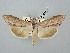  ( - BGE_ZSM_LEP_2863)  @11 [ ] by-nc-sa (2025) SNSB, Staatliche Naturwissenschaftliche Sammlungen Bayerns ZSM (SNSB, Zoologische Staatssammlung Muenchen)