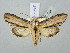  ( - BGE_ZSM_LEP_2871)  @11 [ ] by-nc-sa (2025) SNSB, Staatliche Naturwissenschaftliche Sammlungen Bayerns ZSM (SNSB, Zoologische Staatssammlung Muenchen)