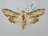  ( - BGE_ZSM_LEP_2872)  @11 [ ] by-nc-sa (2025) SNSB, Staatliche Naturwissenschaftliche Sammlungen Bayerns ZSM (SNSB, Zoologische Staatssammlung Muenchen)