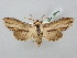  ( - BGE_ZSM_LEP_2873)  @11 [ ] by-nc-sa (2025) SNSB, Staatliche Naturwissenschaftliche Sammlungen Bayerns ZSM (SNSB, Zoologische Staatssammlung Muenchen)