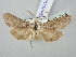  ( - BGE_ZSM_LEP_2874)  @11 [ ] by-nc-sa (2025) SNSB, Staatliche Naturwissenschaftliche Sammlungen Bayerns ZSM (SNSB, Zoologische Staatssammlung Muenchen)