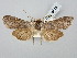  ( - BGE_ZSM_LEP_2875)  @11 [ ] by-nc-sa (2025) SNSB, Staatliche Naturwissenschaftliche Sammlungen Bayerns ZSM (SNSB, Zoologische Staatssammlung Muenchen)