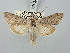  ( - BGE_ZSM_LEP_2876)  @11 [ ] by-nc-sa (2025) SNSB, Staatliche Naturwissenschaftliche Sammlungen Bayerns ZSM (SNSB, Zoologische Staatssammlung Muenchen)
