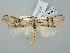  ( - BGE_ZSM_LEP_2878)  @11 [ ] by-nc-sa (2025) SNSB, Staatliche Naturwissenschaftliche Sammlungen Bayerns ZSM (SNSB, Zoologische Staatssammlung Muenchen)