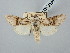  ( - BGE_ZSM_LEP_2880)  @11 [ ] by-nc-sa (2025) SNSB, Staatliche Naturwissenschaftliche Sammlungen Bayerns ZSM (SNSB, Zoologische Staatssammlung Muenchen)