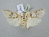  ( - BGE_ZSM_LEP_2884)  @11 [ ] by-nc-sa (2025) SNSB, Staatliche Naturwissenschaftliche Sammlungen Bayerns ZSM (SNSB, Zoologische Staatssammlung Muenchen)