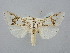  ( - BGE_ZSM_LEP_2885)  @11 [ ] by-nc-sa (2025) SNSB, Staatliche Naturwissenschaftliche Sammlungen Bayerns ZSM (SNSB, Zoologische Staatssammlung Muenchen)