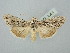  ( - BGE_ZSM_LEP_2904)  @11 [ ] by-nc-sa (2025) SNSB, Staatliche Naturwissenschaftliche Sammlungen Bayerns ZSM (SNSB, Zoologische Staatssammlung Muenchen)