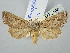  ( - BGE_ZSM_LEP_2924)  @11 [ ] by-nc-sa (2025) SNSB, Staatliche Naturwissenschaftliche Sammlungen Bayerns ZSM (SNSB, Zoologische Staatssammlung Muenchen)