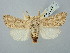  ( - BGE_ZSM_LEP_2927)  @11 [ ] by-nc-sa (2025) SNSB, Staatliche Naturwissenschaftliche Sammlungen Bayerns ZSM (SNSB, Zoologische Staatssammlung Muenchen)