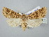  ( - BGE_ZSM_LEP_2931)  @11 [ ] by-nc-sa (2025) SNSB, Staatliche Naturwissenschaftliche Sammlungen Bayerns ZSM (SNSB, Zoologische Staatssammlung Muenchen)