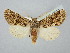  ( - BGE_ZSM_LEP_2932)  @11 [ ] by-nc-sa (2025) SNSB, Staatliche Naturwissenschaftliche Sammlungen Bayerns ZSM (SNSB, Zoologische Staatssammlung Muenchen)