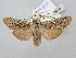  ( - BGE_ZSM_LEP_2938)  @11 [ ] by-nc-sa (2025) SNSB, Staatliche Naturwissenschaftliche Sammlungen Bayerns ZSM (SNSB, Zoologische Staatssammlung Muenchen)