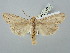  ( - BGE_ZSM_LEP_2941)  @11 [ ] by-nc-sa (2025) SNSB, Staatliche Naturwissenschaftliche Sammlungen Bayerns ZSM (SNSB, Zoologische Staatssammlung Muenchen)