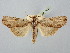  ( - BGE_ZSM_LEP_2943)  @11 [ ] by-nc-sa (2025) SNSB, Staatliche Naturwissenschaftliche Sammlungen Bayerns ZSM (SNSB, Zoologische Staatssammlung Muenchen)