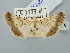  ( - BGE_ZSM_LEP_2948)  @11 [ ] by-nc-sa (2025) SNSB, Staatliche Naturwissenschaftliche Sammlungen Bayerns ZSM (SNSB, Zoologische Staatssammlung Muenchen)
