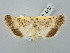  ( - BGE_ZSM_LEP_2950)  @11 [ ] by-nc-sa (2025) SNSB, Staatliche Naturwissenschaftliche Sammlungen Bayerns ZSM (SNSB, Zoologische Staatssammlung Muenchen)