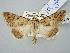  ( - BGE_ZSM_LEP_2954)  @11 [ ] by-nc-sa (2025) SNSB, Staatliche Naturwissenschaftliche Sammlungen Bayerns ZSM (SNSB, Zoologische Staatssammlung Muenchen)