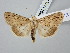  ( - BGE_ZSM_LEP_2956)  @11 [ ] by-nc-sa (2025) SNSB, Staatliche Naturwissenschaftliche Sammlungen Bayerns ZSM (SNSB, Zoologische Staatssammlung Muenchen)