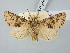  ( - BGE_ZSM_LEP_2958)  @11 [ ] by-nc-sa (2025) SNSB, Staatliche Naturwissenschaftliche Sammlungen Bayerns ZSM (SNSB, Zoologische Staatssammlung Muenchen)