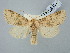  ( - BGE_ZSM_LEP_2959)  @11 [ ] by-nc-sa (2025) SNSB, Staatliche Naturwissenschaftliche Sammlungen Bayerns ZSM (SNSB, Zoologische Staatssammlung Muenchen)