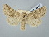  ( - BGE_ZSM_LEP_2960)  @11 [ ] by-nc-sa (2025) SNSB, Staatliche Naturwissenschaftliche Sammlungen Bayerns ZSM (SNSB, Zoologische Staatssammlung Muenchen)